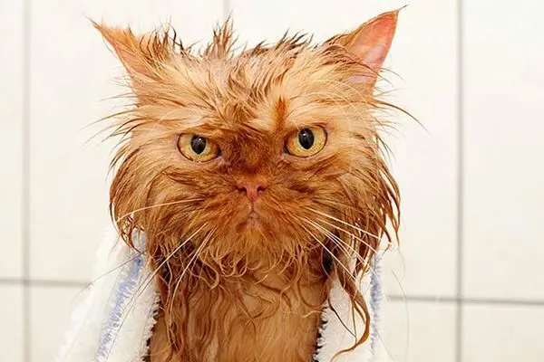 ویدئو/ چرا گربه‌ها از آب و خیس شدن متنفرند؟