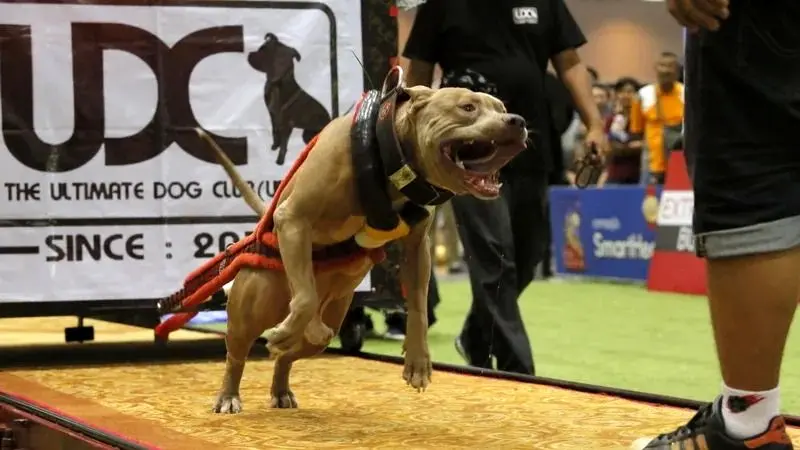 ویدئو/ قوی‌ترین سگ جهان وزنه ۴ تنی را حمل کرد!