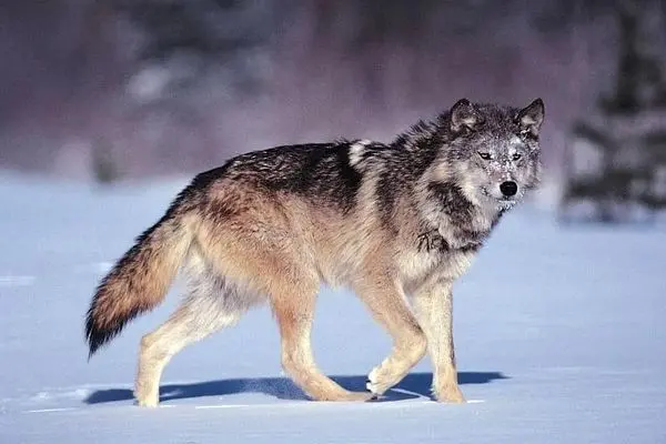 گرگ‌های چرنوبیل به دلیل تشعشعات اتمی دیگر سرطان نمی‌گیرند!