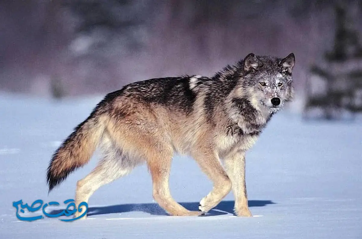 گرگ‌های چرنوبیل به دلیل تشعشعات اتمی دیگر سرطان نمی‌گیرند!