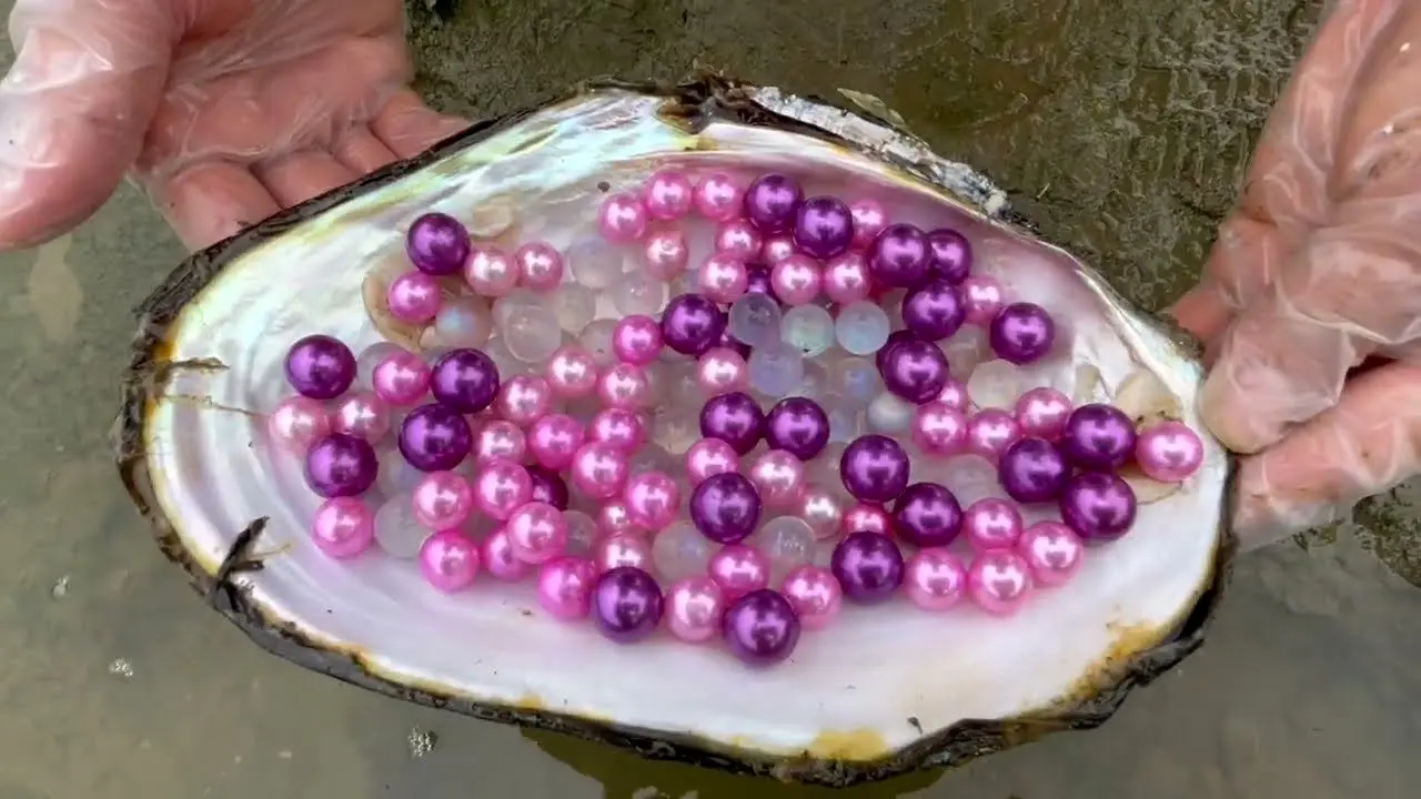 ویدیو/ صید صدف‌ غول پیکر با مروارید‌های نایاب بنفش!
