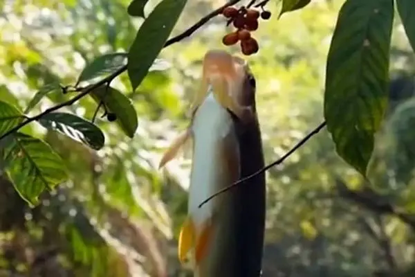 ویدئو/ ماهی هایی که میوه درختان را می خورند!