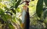 ویدئو/ ماهی هایی که میوه درختان را می خورند!